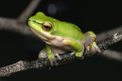Eastern Dwarf Tree Frog (Litoria fallax) Copyright Amphibian Research Centre.