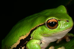 Leaf Green Tree Frog (Litoria nudidigita) Copyright Amphibian Research Centre.