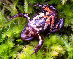 The underside of Crinia tasmaniensis showing the characteristic red patches in the groin. Copyright Amphibian Research Centre. Photograph by Gerry Marantelli.