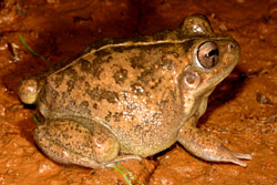 Rough Frog (Cyclorana verrucosa) Copyright Amphibian Research Centre.