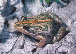 Spotted grass frog Frogs of Australia gt Limnodynastes tasmaniensis Spotted Marsh Frog