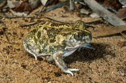Common Spadefoot Toad (Neobatrachus sudelli) Copyright Wildlife Profiles. Photograph by Peter Robertson.