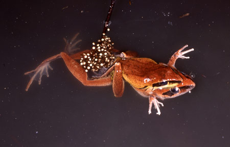 A pair of Litoria nigrofrenata in the act of spawning. Copyright Julian Bentley. Photograph by Julian Bentley.