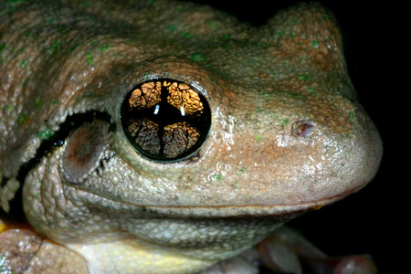 Litoria peroni's pupil appears to be cross-shaped. Copyright Amphibian Research Centre.