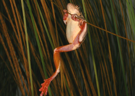 Peron's Tree Frog (Litoria peroni) Copyright Amphibian Research Centre.