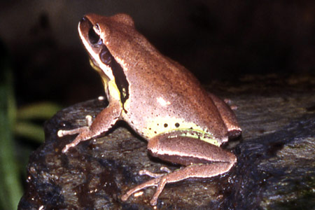 Green-thighed Frog (Litoria brevipalmata) Copyright Amphibian Research Centre. Photograph by Gerry Marantelli.