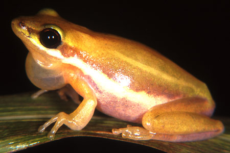 Northern Dwarf Tree Frog (Litoria bicolor) Copyright Julian Bentley. Photograph by Julian Bentley.