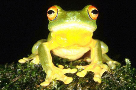 Red-eyed Tree Frog (Litoria chloris) Copyright Julian Bentley. Photograph by Julian Bentley.