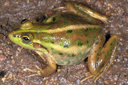 Dahl's Aquatic Frog (Litoria dahli) Copyright Julian Bentley. Photograph by Julian Bentley.