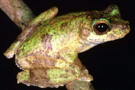 New Guinea Tree Frog (Litoria genimaculata) Copyright Julian Bentley. Photograph by Julian Bentley.