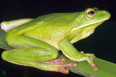 Giant Tree Frog (Litoria infrafrenata) Copyright Julian Bentley. Photograph by Julian Bentley.