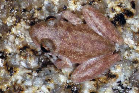 Rockhole Frog (Litoria meiriana) Copyright Julian Bentley. Photograph by Julian Bentley.