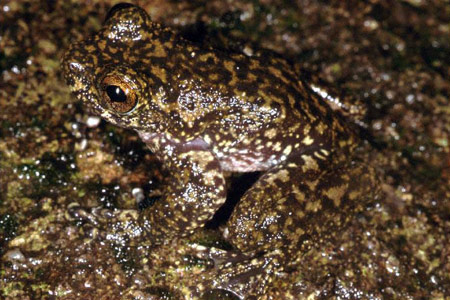 Torrent Tree Frog (Litoria nannotis) Copyright Julian Bentley. Photograph by Julian Bentley.