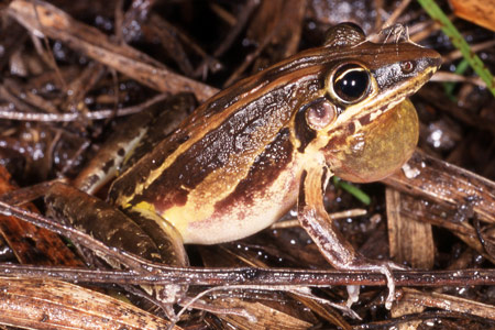 Rocket Frog (Litoria nasuta) Copyright Julian Bentley. Photograph by Julian Bentley.