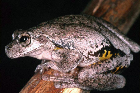 Peron's Tree Frog (Litoria peroni) Copyright Julian Bentley. Photograph by Julian Bentley.