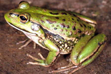 Growling Grass Frog (Litoria raniformis) Copyright Julian Bentley. Photograph by Julian Bentley.