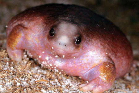 Turtle Frog (Myobatrachus gouldi) Copyright Julian Bentley. Photograph by Julian Bentley.