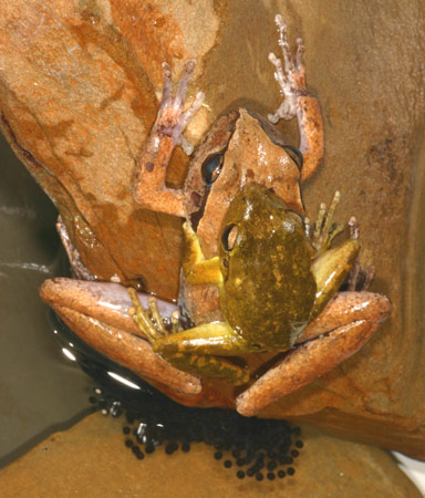 Lesueur's Tree Frog (Litoria lesueuri) Copyright Amphibian Research Centre.