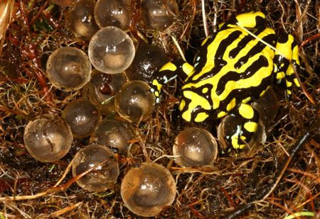 The male Southern Corroboree Frog (Pseudophryne corroboree) guards the eggs in the nest. Copyright Amphibian Research Centre. Photograph by Gerry Marantelli.
