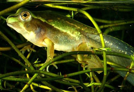 Growling Grass Frog (Litoria raniformis) Copyright Amphibian Research Centre.