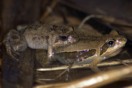 Eastern Sign-bearing Froglet (Crinia parinsignifera) Copyright Scott Eipper. Photograph by Scott Eipper.