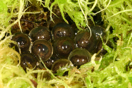 Southern Corroboree Frog (Pseudophryne corroboree) Copyright Amphibian Research Centre.