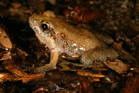 Eastern Sign-bearing Froglet (Crinia parinsignifera) Copyright Amphibian Research Centre.