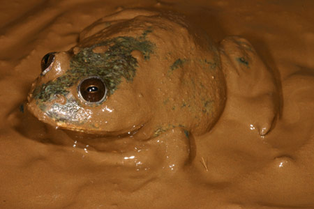 Water-holding Frog (Cyclorana platycephala) Copyright Amphibian Research Centre.