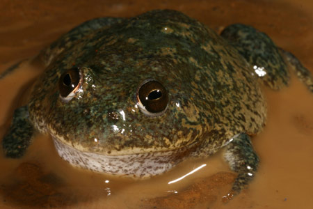 Water-holding Frog (Cyclorana platycephala) Copyright Amphibian Research Centre.