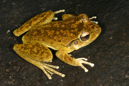 Lesueur's Tree Frog (Litoria lesueuri) Copyright Amphibian Research Centre.