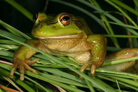 Growling Grass Frog (Litoria raniformis) Copyright Amphibian Research Centre.