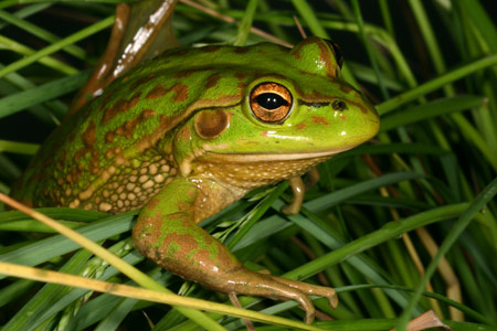 Growling Grass Frog (Litoria raniformis) Copyright Amphibian Research Centre.