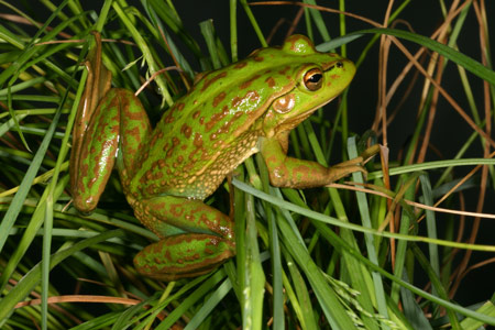Growling Grass Frog (Litoria raniformis) Copyright Amphibian Research Centre.