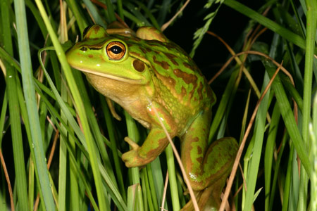 Growling Grass Frog (Litoria raniformis) Copyright Amphibian Research Centre.