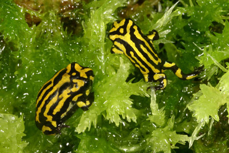 Southern Corroboree Frog (Pseudophryne corroboree) Copyright Amphibian Research Centre.