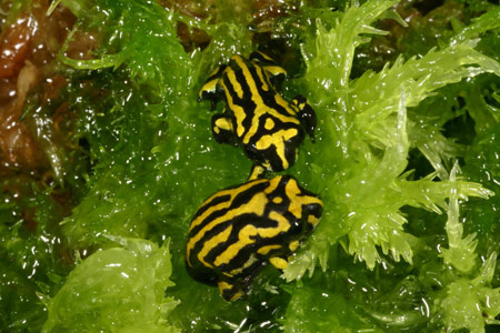 Southern Corroboree Frog (Pseudophryne corroboree) Copyright Amphibian Research Centre.