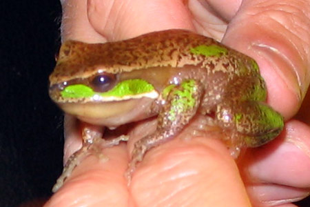 Davies' Tree Frog (Litoria daviesae) Copyright Adrian Mong. Photograph by Adrian Mong.