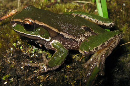 Davies' Tree Frog (Litoria daviesae) from Gloucester Tops. Copyright Evan Pickett. Photograph by Evan Pickett.