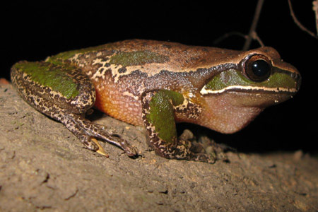 Davies' Tree Frog (Litoria daviesae) from Gloucester Tops. Copyright Evan Pickett. Photograph by Evan Pickett.