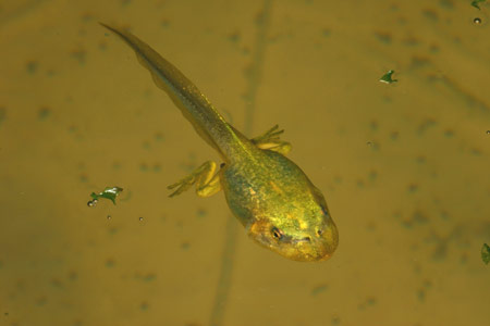 Tadpole of Litoria raniformis. Copyright Amphibian Research Centre.