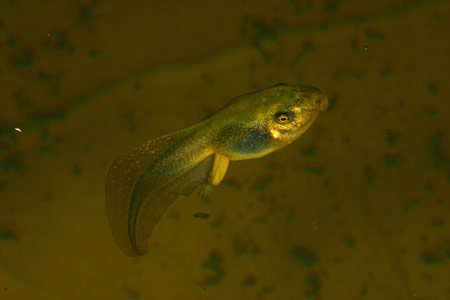 Tadpole of Litoria raniformis. Copyright Amphibian Research Centre.