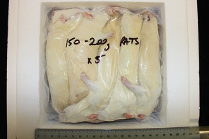 Large Adult Rats (5 x 150-200g)