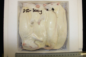 XL Adult Rats (4 x 250-300g)