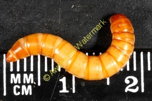 Mealworms