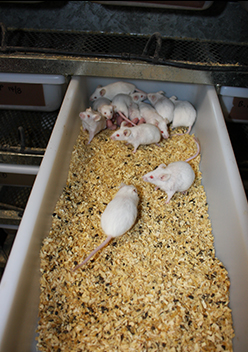 pregnant-rats