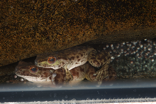 last-spotted-tree-frogs-from-buffale-creek