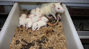 pregnant-rats