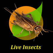 House Fly Maggots, Larvae or Gents - shop