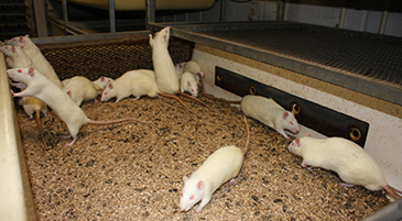 pregnant-rats