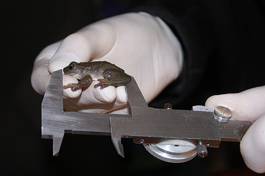 shipping-container-frog-pod